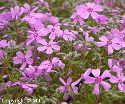 Phlox subulata 'Loimu', sammalleimu